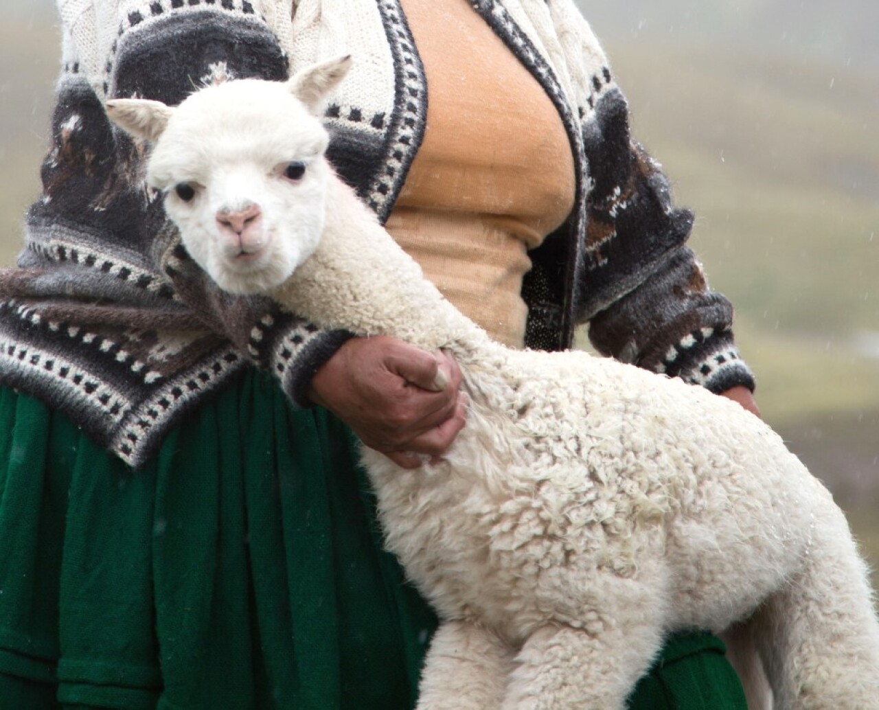 活動報告] ペルー食の多様性 | 「ロイヤルアルパカ腹巻」で夏でも